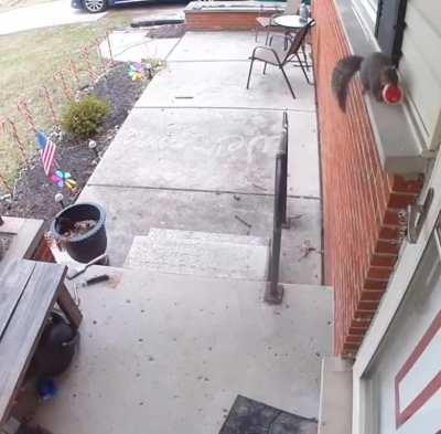 Squirrels are sentient!