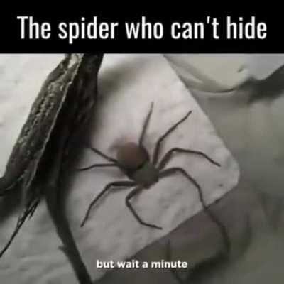 The spider who can't hide.