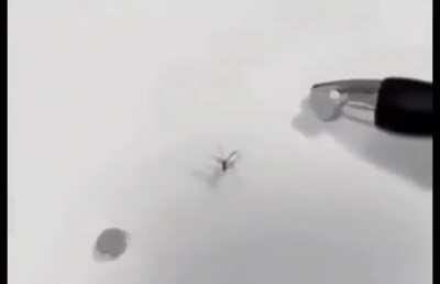 top 10 muertes mas impactantes del anime