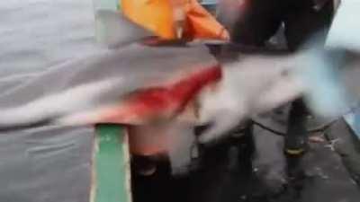 Pregnant dolphin used as shark bait off the coast of Peru