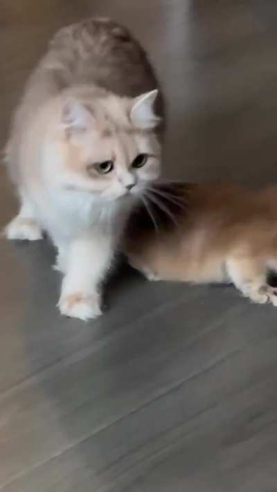 The universal reaction to being forced to socialize by your mother