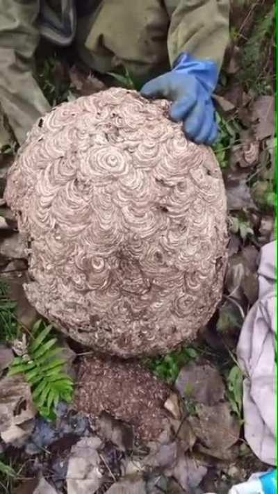 Cutting open a wasps nest