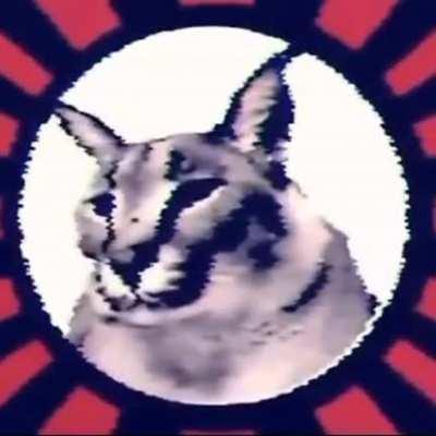 Order through Floppa, the rest will follow...