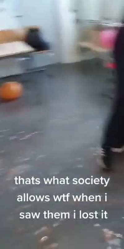 Discord mod and kitten cosplay (rule)