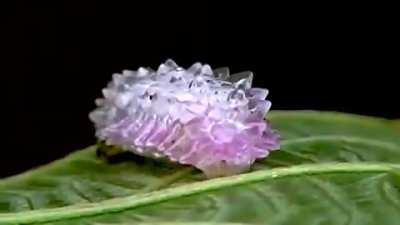 The unusual appearance of the jewel caterpillar imply toxicity, but it is actually harmless.