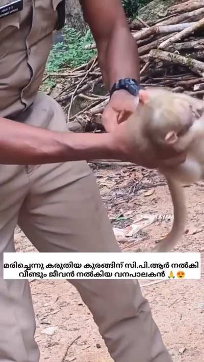 An Indian forest officer performing CPR on a baby monkey after it got shocked by an electric pole, bringing it back to life