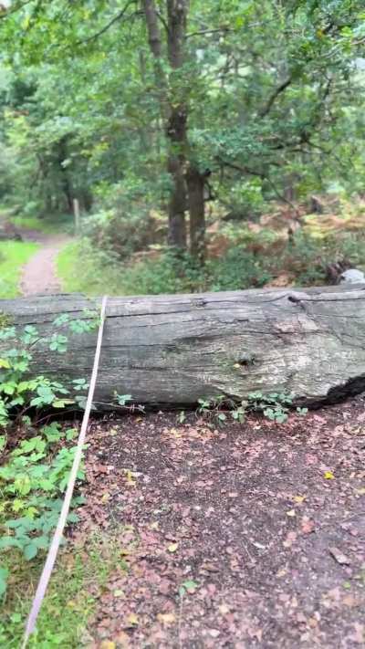 Elegance is just in a chow’s nature 🤷‍♀️