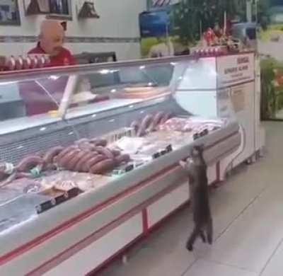 this cats visit regularly and he have always a treat