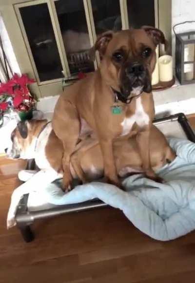 But dis bed is mine bed