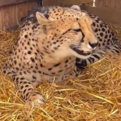 How Old Were You When You Learned Cheetahs MEOW
