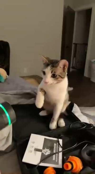 Massage gun: 1, WaylonJennings: 0