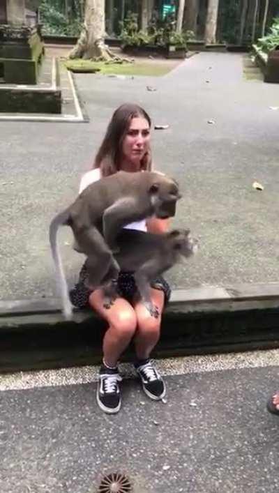 Holiday in Monkeydonia