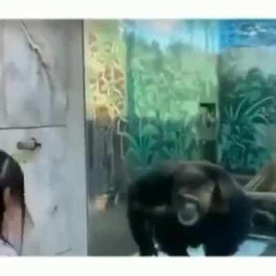 Wholesome monkey hooman moment