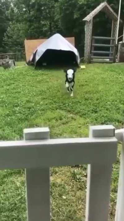 Did someone call me? 😇🐮