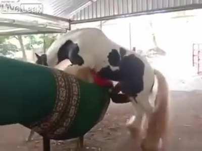 Falling in-between horny horse and dummy mount