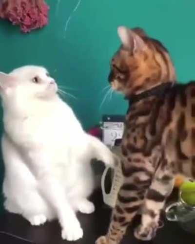 I immediately regret this decision