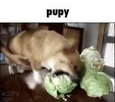 Pupy