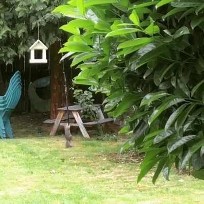 They’ve been hoarding all the bird food so I greased the Shepard hook. Then watched for about 45 minutes...