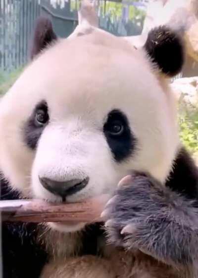 i wonder how it tastes