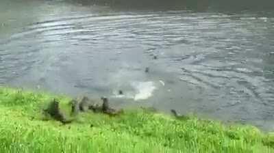 Epic Otter Battle in Singapore