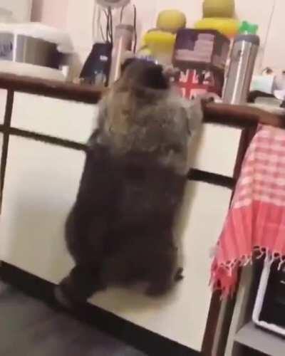 This nice chunk of trash panda.