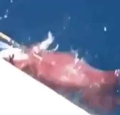 Squid Sunday at 2 in the morning on a monday