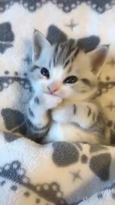 Kitty in blanket