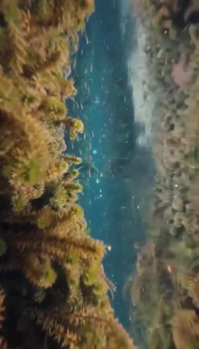 Photographer Elston Webster shows what rain looks like underwater.