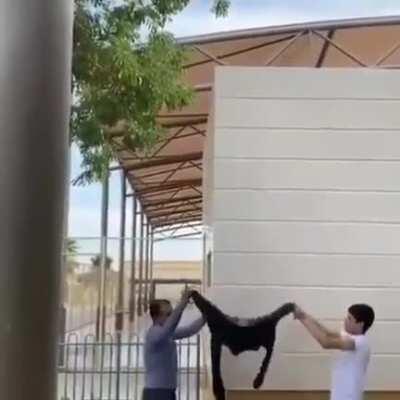 Man kisses his cat goodbye and flings it onto the roof