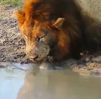 vicIoUs turTLe DevoUrS an ApEX prEDatOr