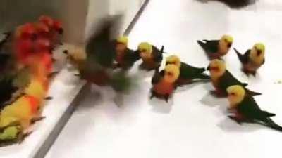 Bird on bird violence