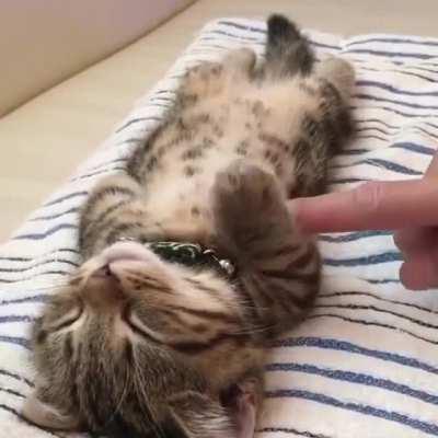 To Wake The Kitten Up...