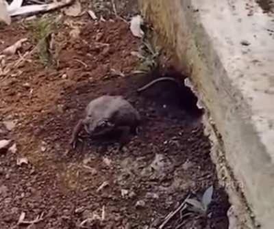 The confusion is high