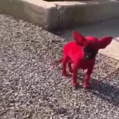 “Listened to Whole lotta red today for the first time and did this to the dog lmao”