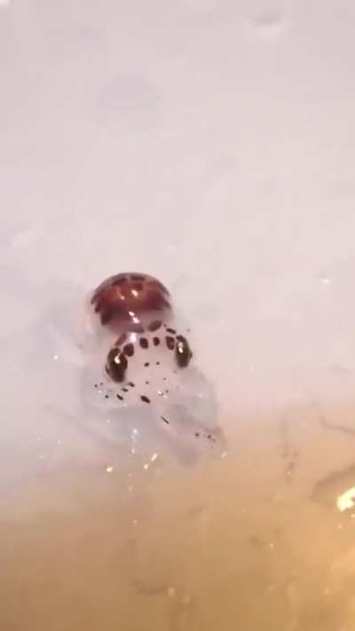 Baby octopus lurking around