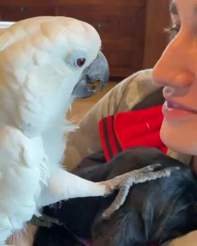 Parrot passing his nice time with her master