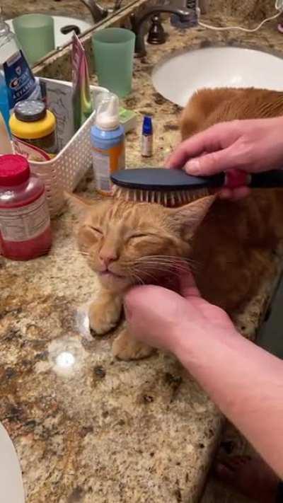 Hobbes has his own brush & comb for brushies. He was enjoying this session quite a bit!