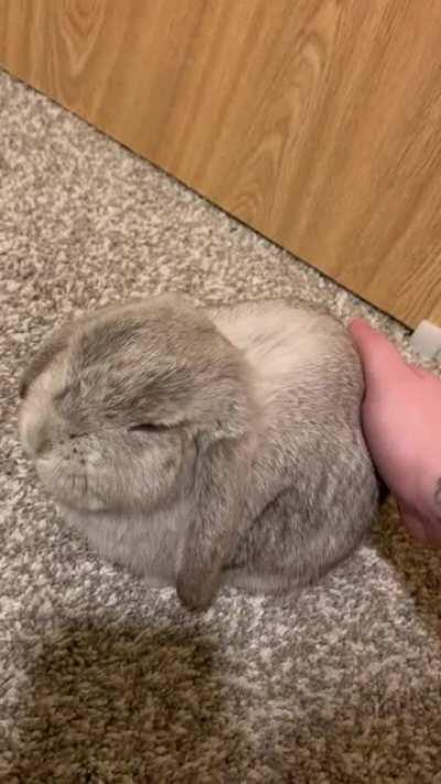 Snuggle Session With Two Of My Babies 🐰🐱🥰