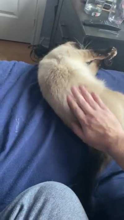 My Boy Loves Being Bongonized