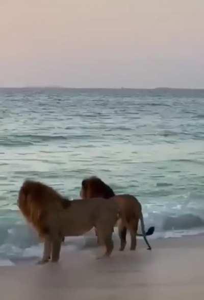 🔥 Two male lions at the beach