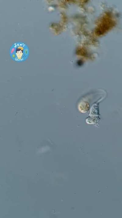 Lacrymaria olor, a vicious, predatory, single-celled organism attacking a smaller single-celled organism. This footage was magnified 200x.