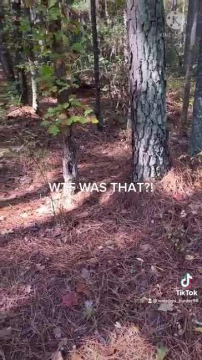 I was out on a trail ride when my horse stopped dead in his tracks. Everything went quiet, then we heard this! What is this?!