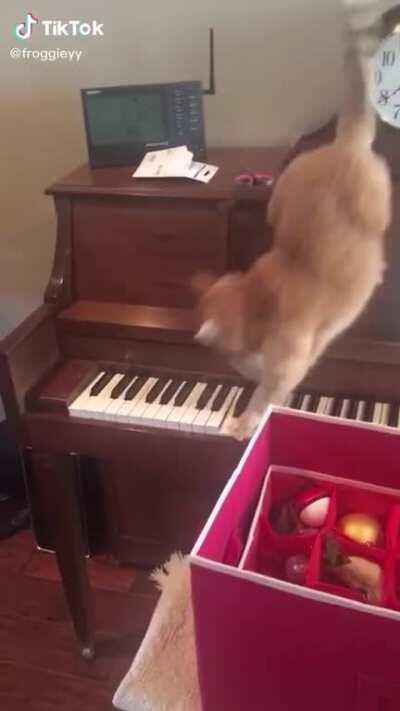 Cat regrets his actions