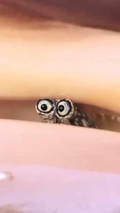 A little crab in a very big shell..