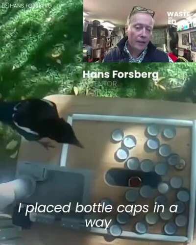 Birds cleaning the neighbourhood