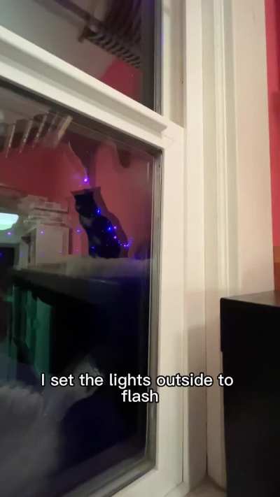 Groucho’s vision has deteriorated a bit, so I created a new routine for him, one of several to help him cope with losing Harpo.