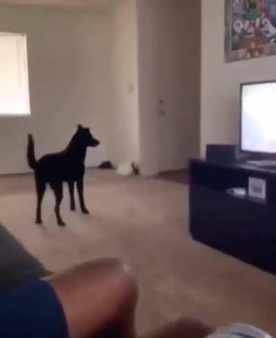 hide and seek with dog!!