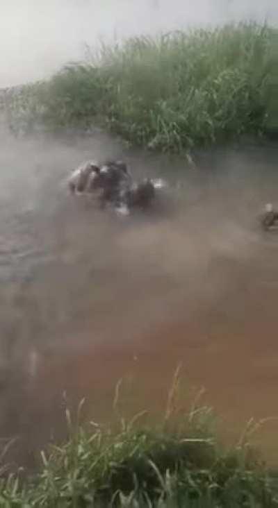 Swimming in Africa