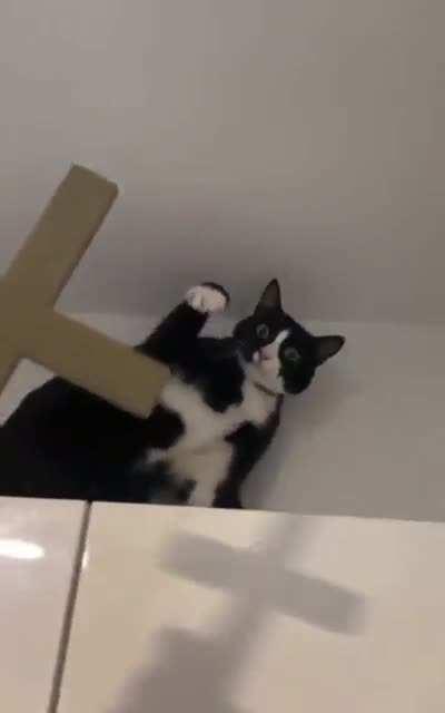 So cats are basically evil