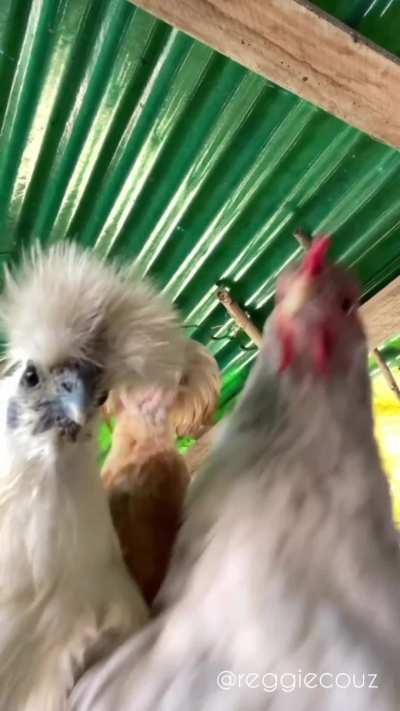 Gen Z chickens